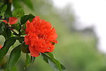 石榴花