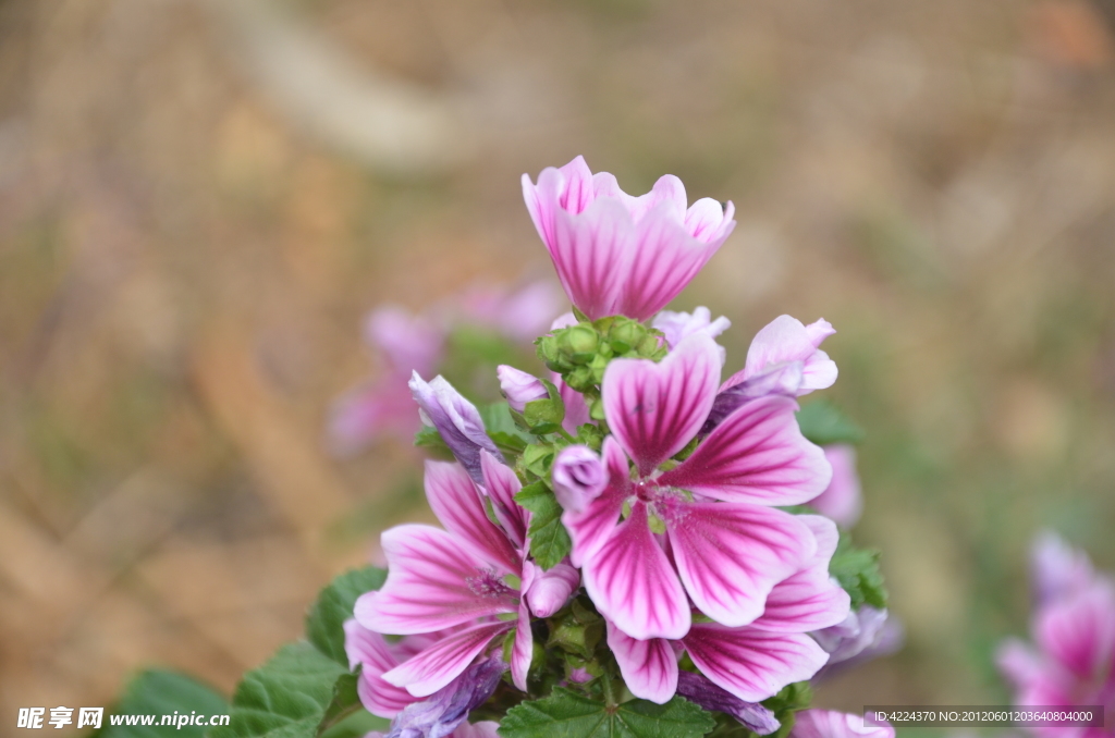 锦葵花