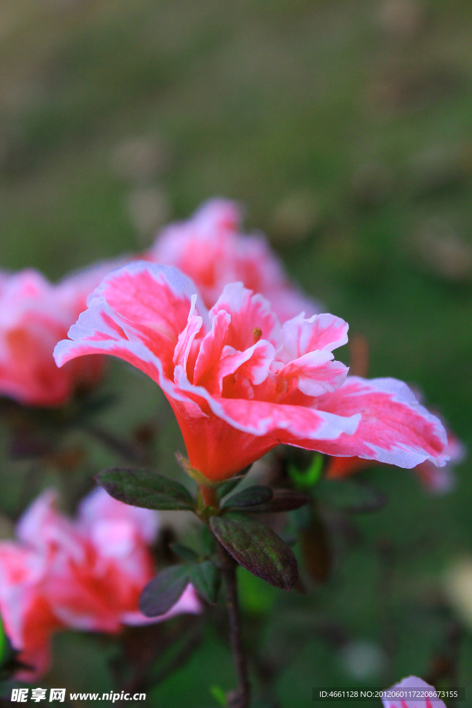 杜鹃花