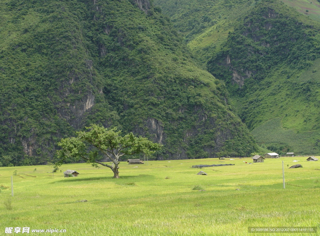 风景 草地