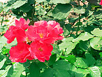 月季花