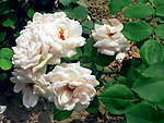 月季花