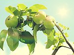 苹果树