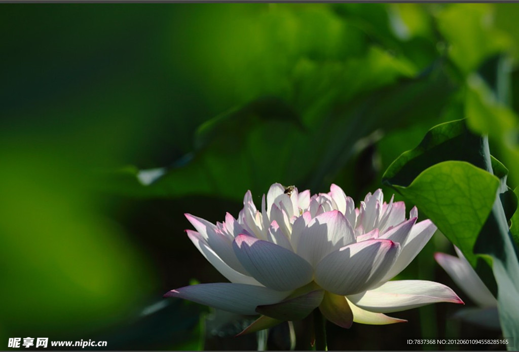 荷花 荷叶 日光