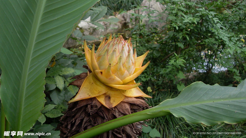 植物果实摄影素材