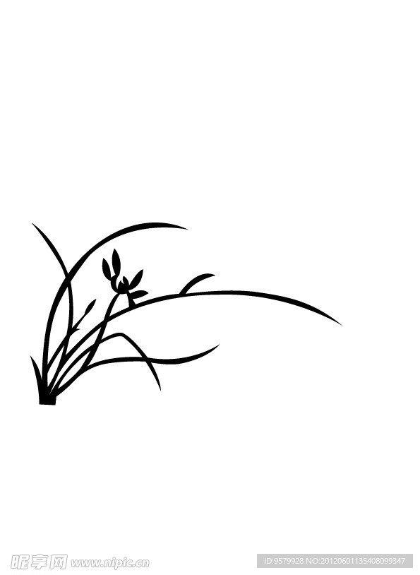 兰花