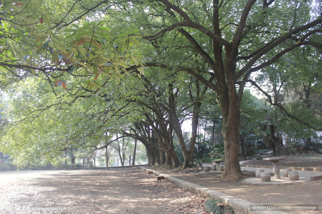 树荫小道