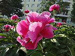 鲜花