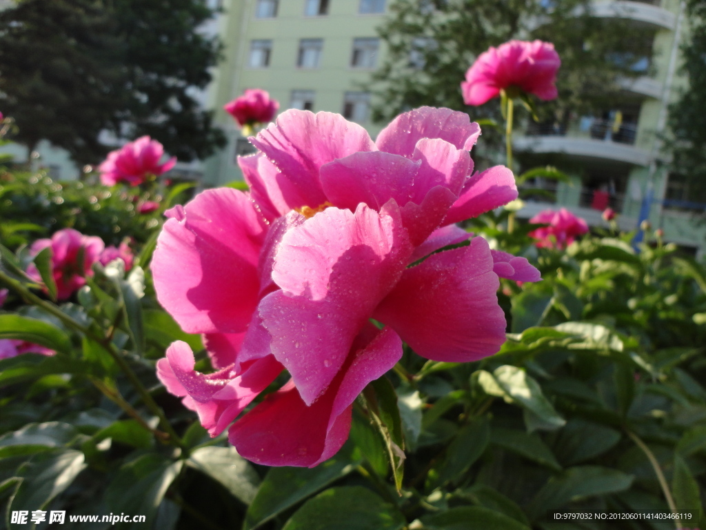 鲜花