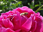 蜜蜂