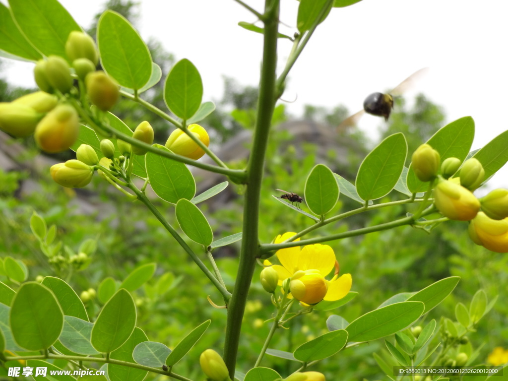 黄花蜜蜂