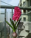 红色 风信子