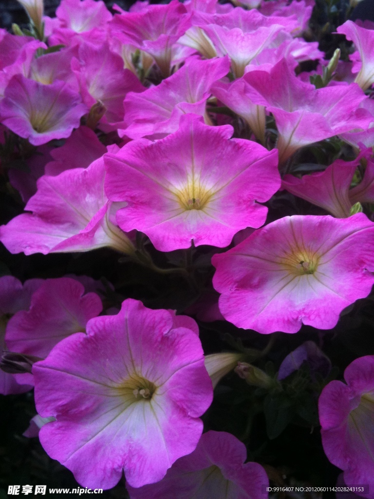 红花