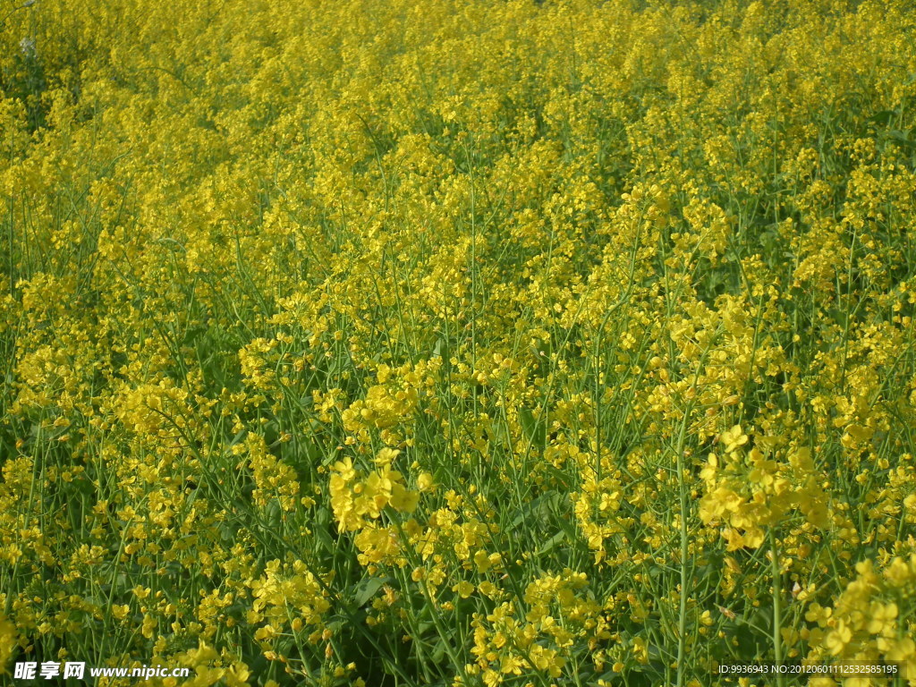 油菜花