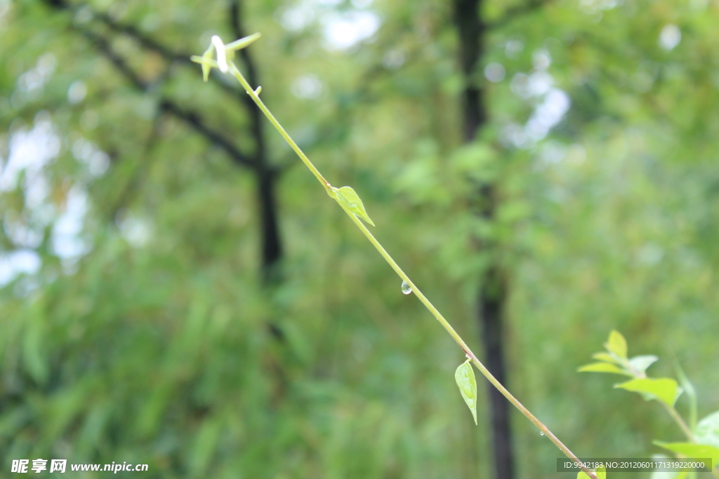 青草