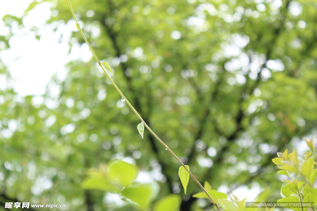 青草