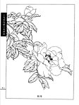 工笔画线描百花画谱 牡丹