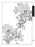 工笔画线描百花画谱