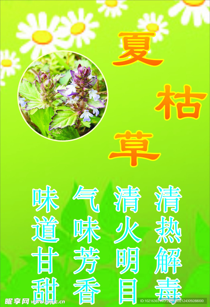 夏枯草