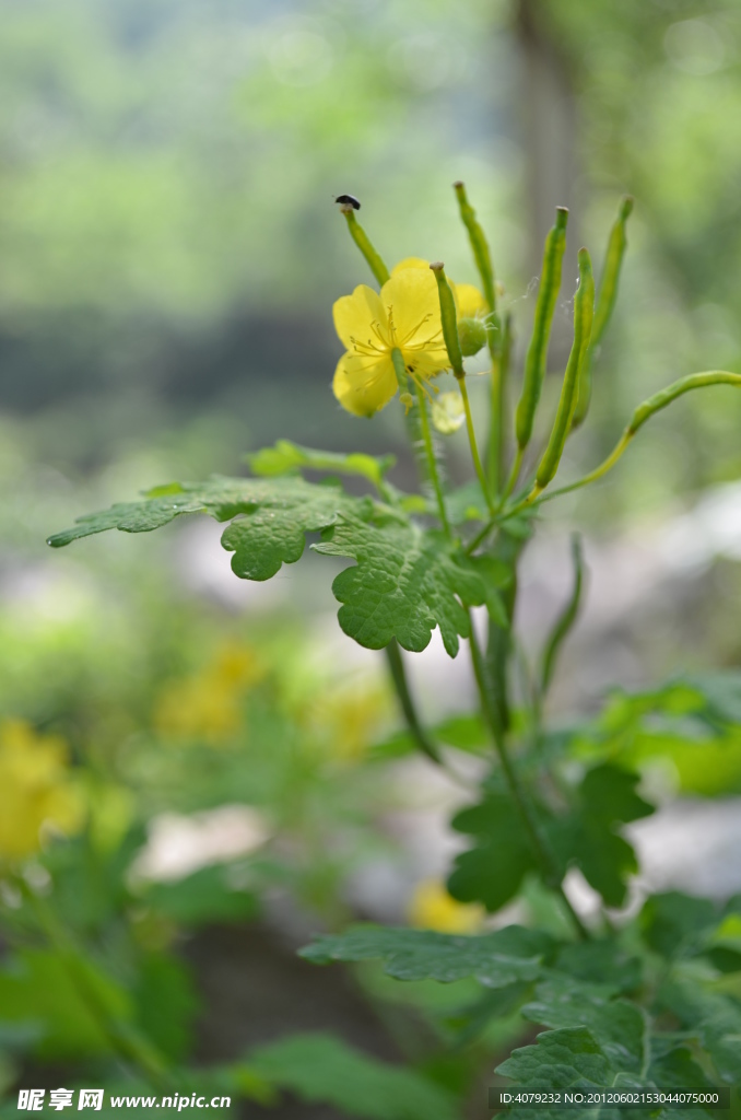 小豆荚黄花