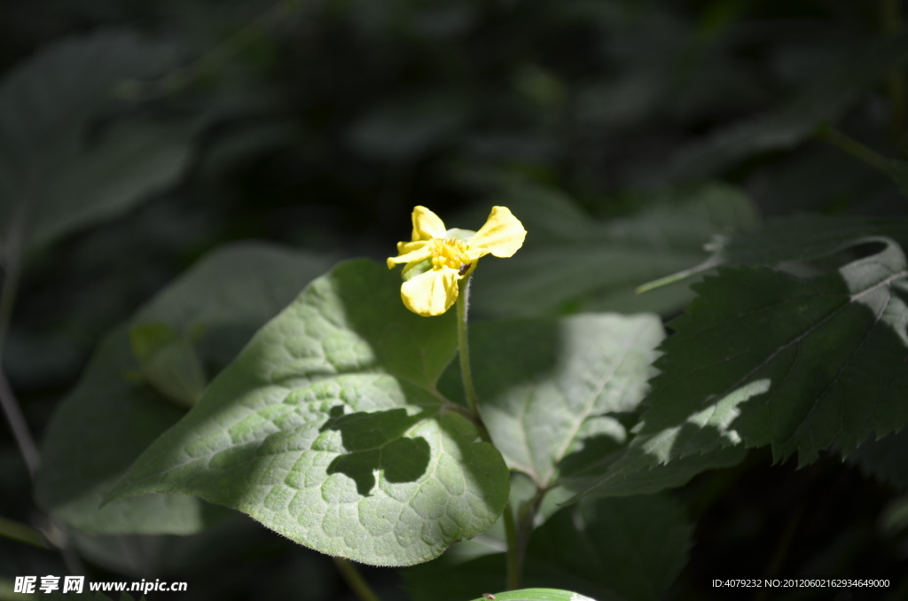 小花小草