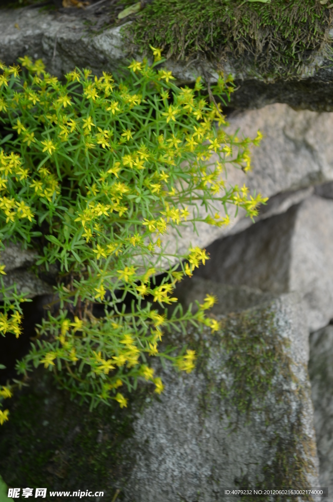 小黄花与石头