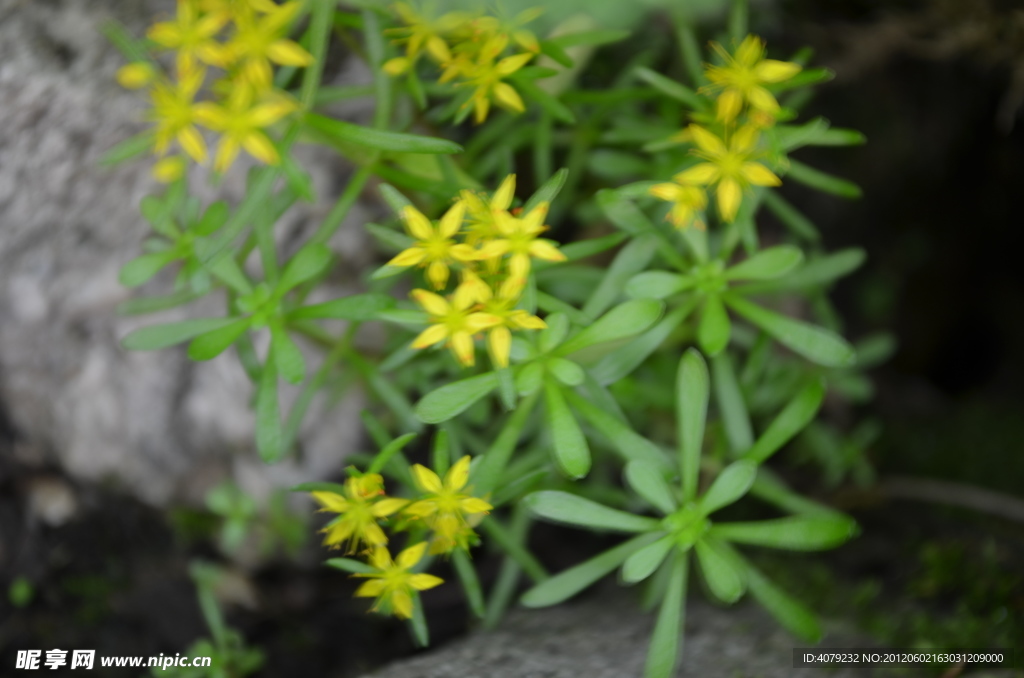 小花小草