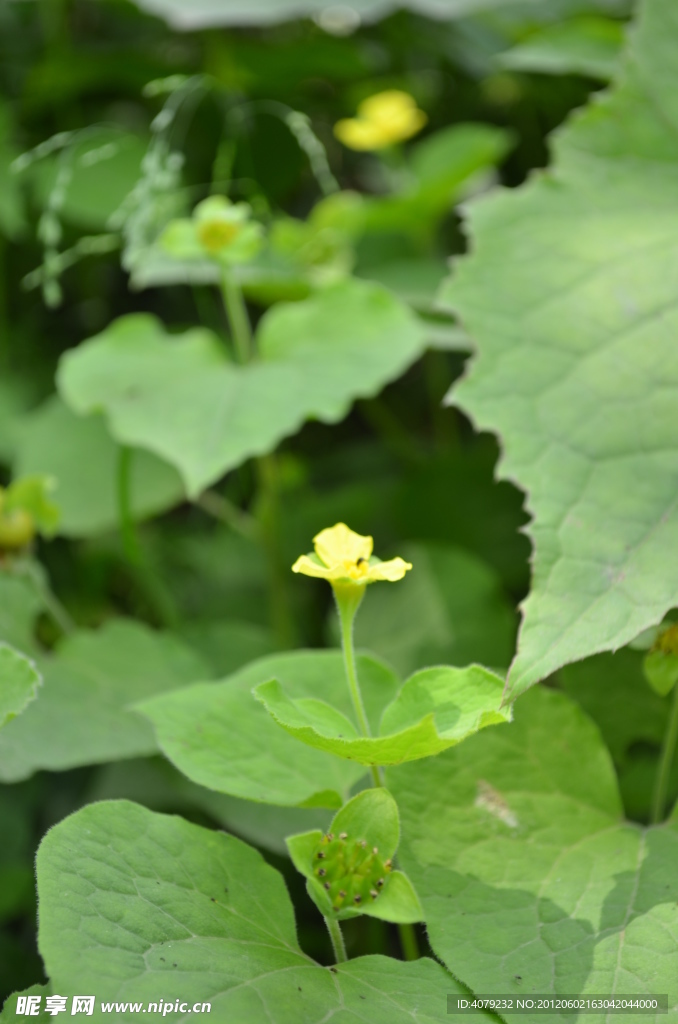 小花小草