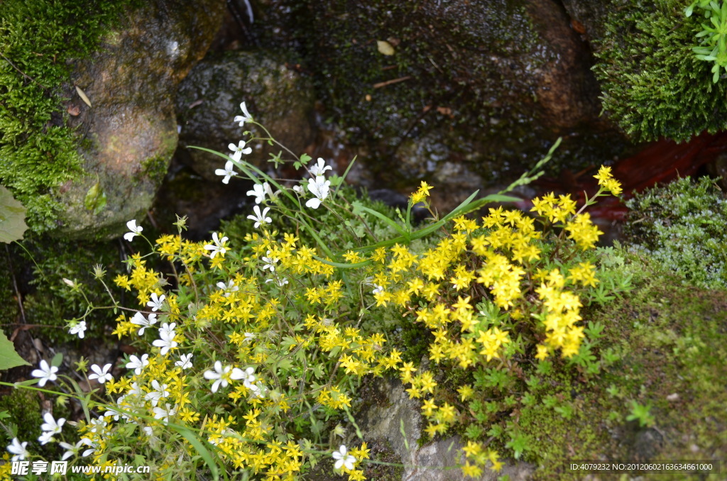 小花小水