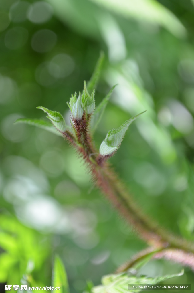 小花小草