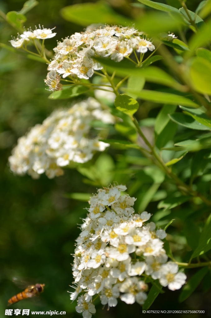 山花引得蜂自来