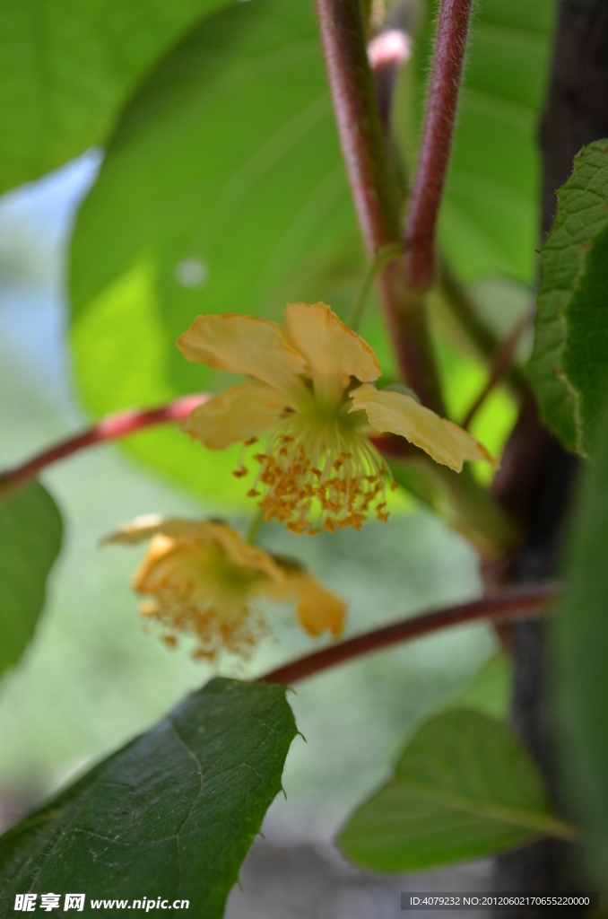 小黄花