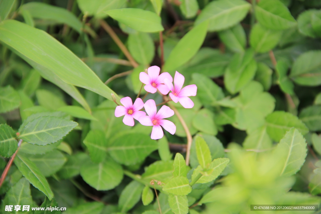 绿色 小花