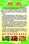 核桃