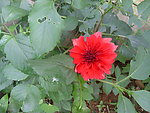 芍药