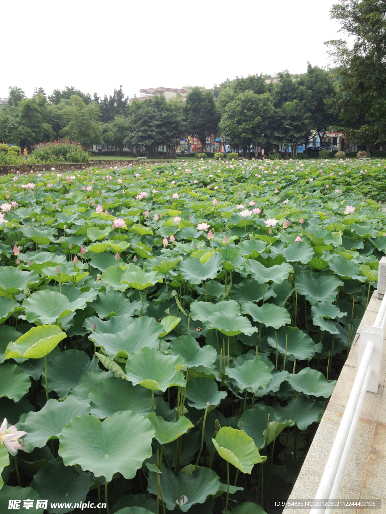 莲花
