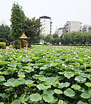 莲花
