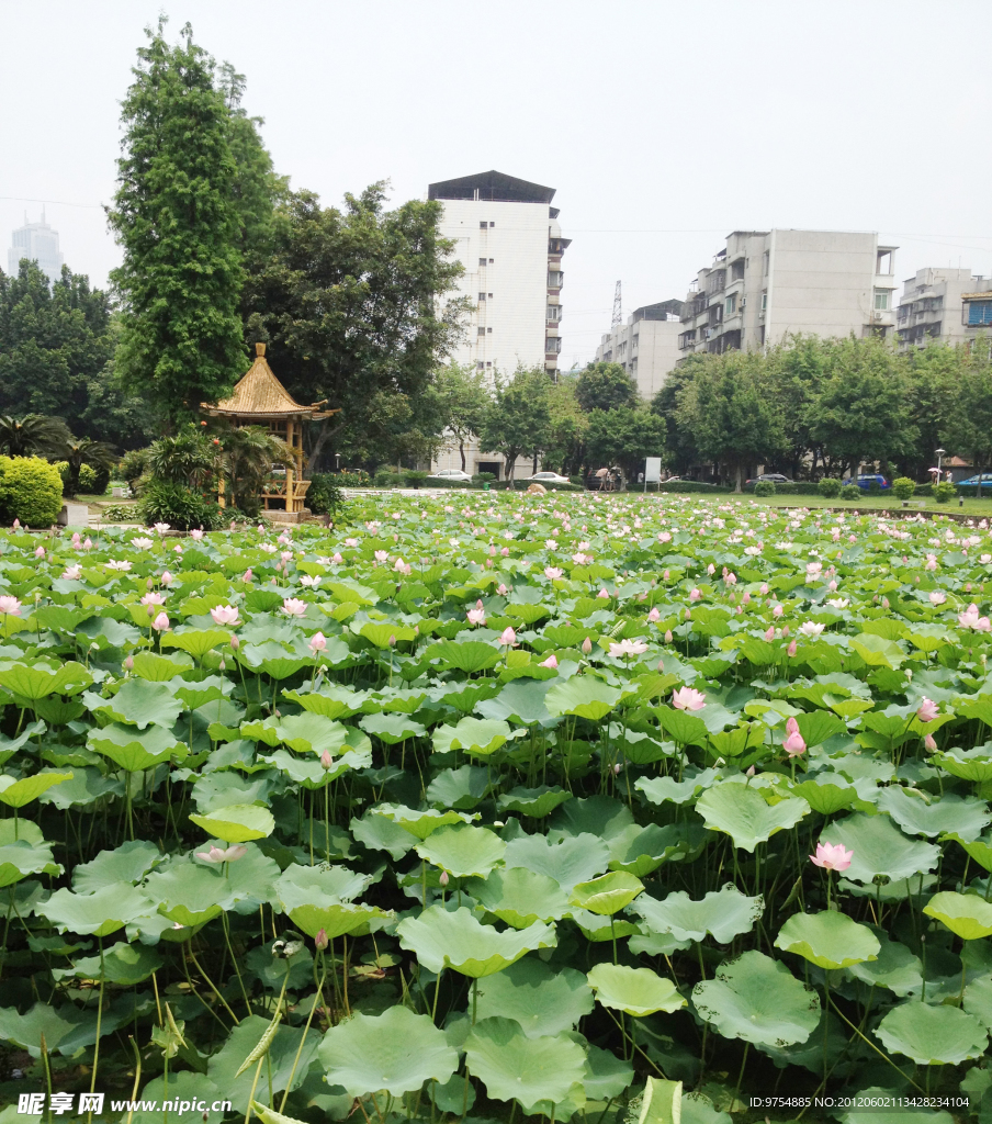 莲花