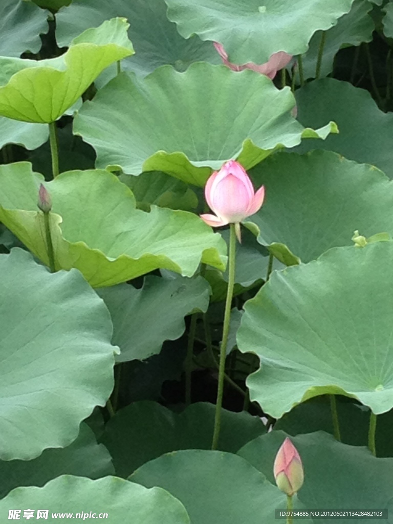 莲花