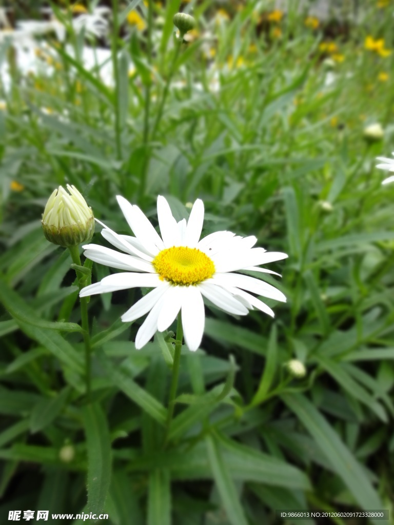 花朵花苞