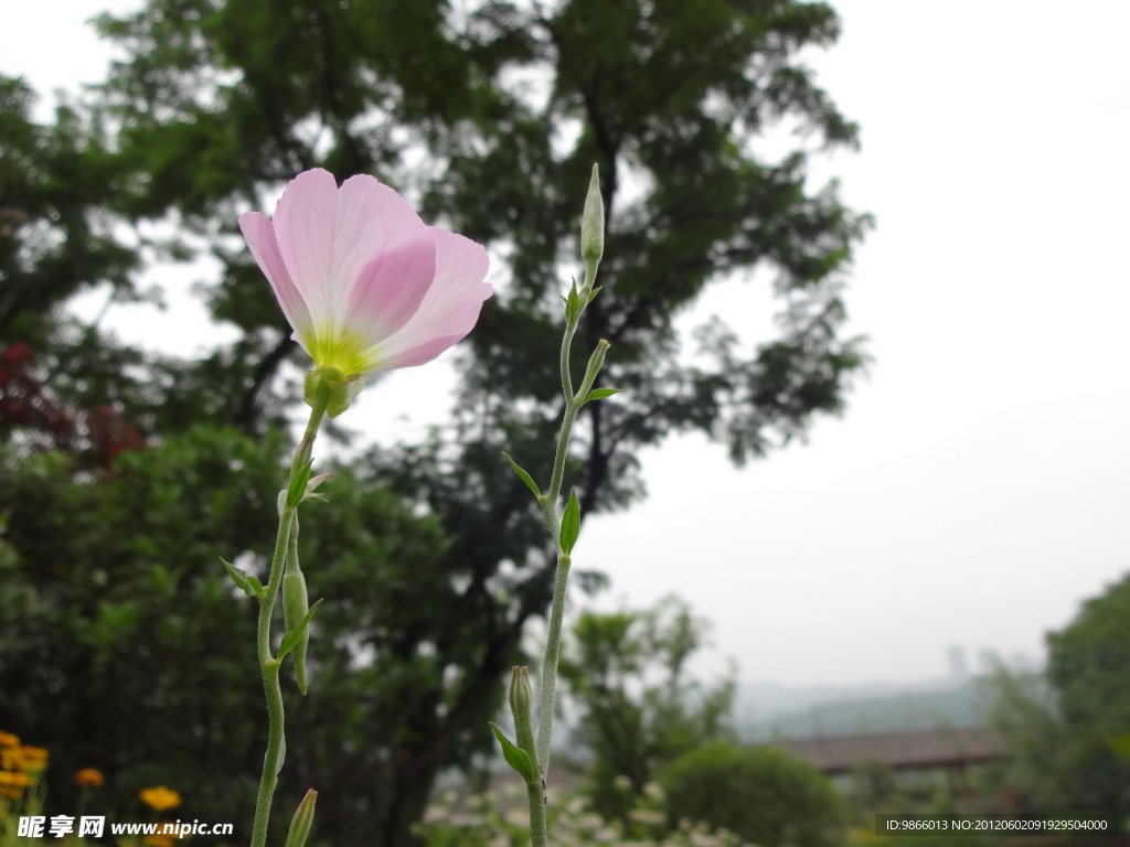 粉色花