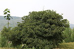 山楂树