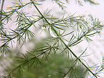 水珠