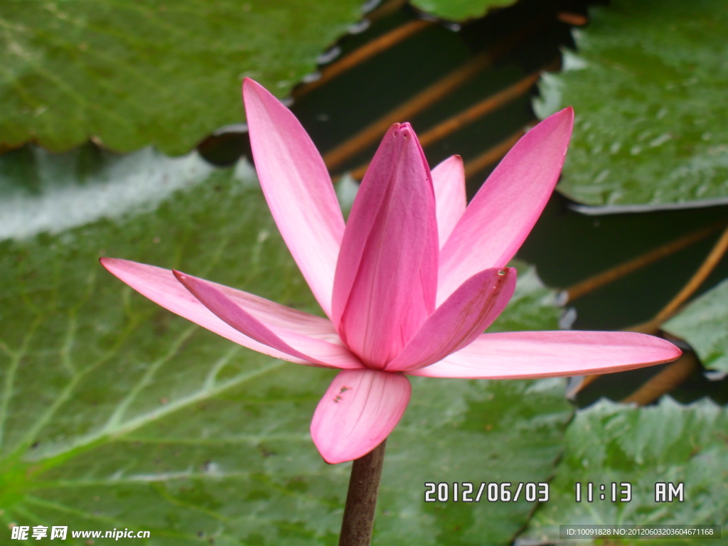 荷花