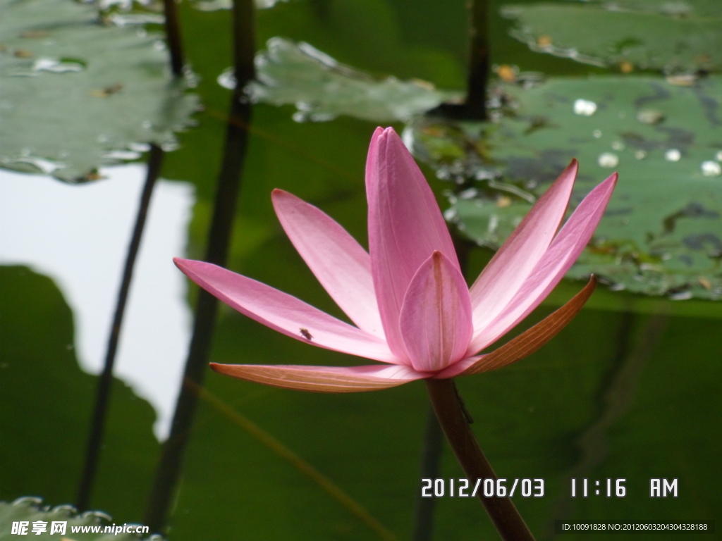 荷花