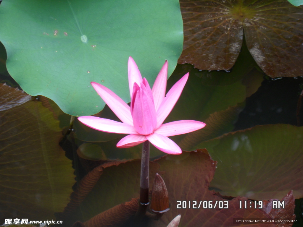 荷花