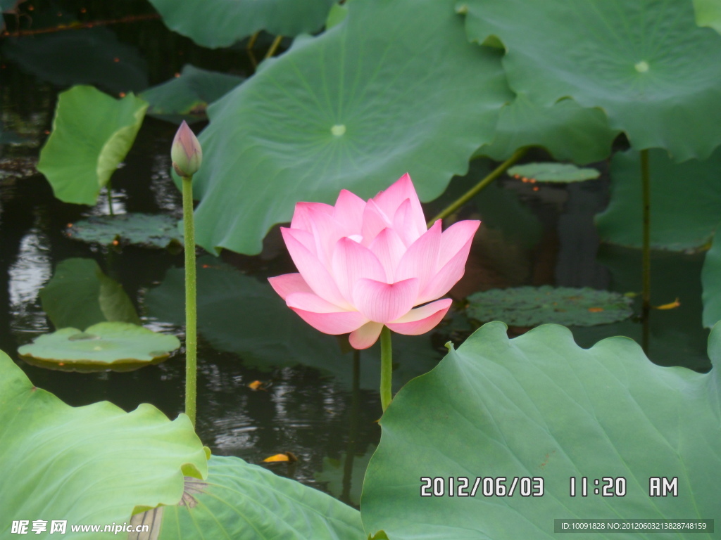 荷花