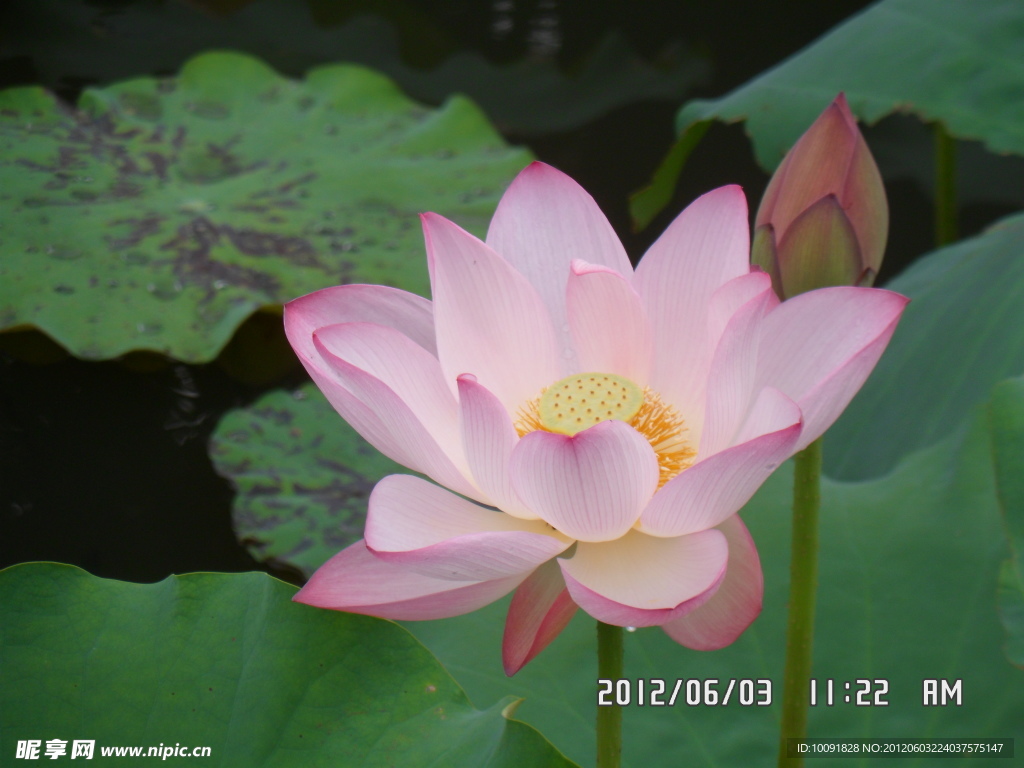 荷花