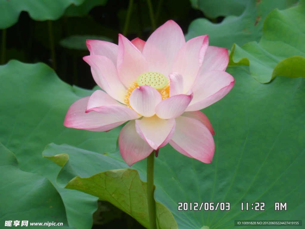 荷花