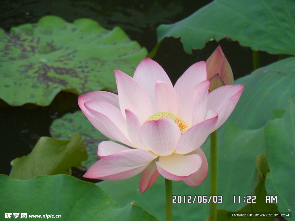 荷花